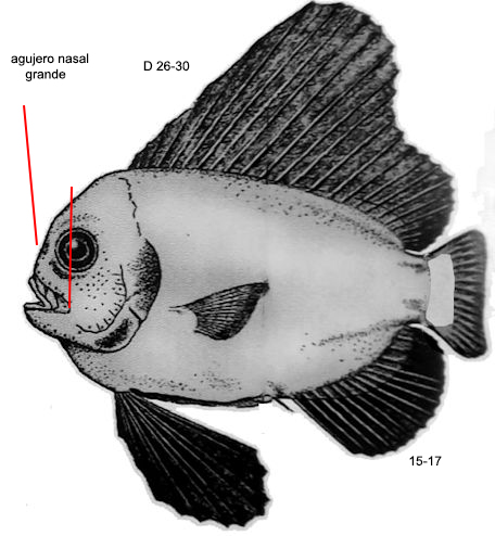 Paracaristius maderensis_001.jpg